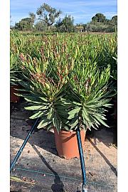 Nerium Oleander Tricolor Ø22