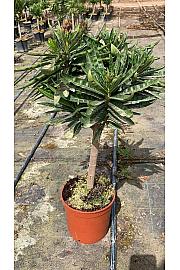 Nerium Oleander Ø17