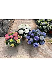 Hortensia Ø24