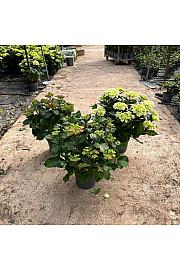 Hortensia Longlife Fushion Ø23