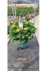 Hortensia Magical Ø14