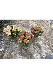 Hortensia Rembrandt© Ø23