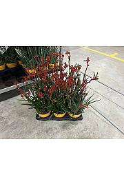 Anigozanthus Hibrido Downunder Dreams Ø14