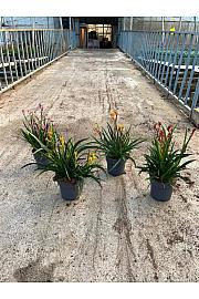 Anigozanthus Hibrido Downunder Dreams Ø17