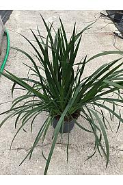 Anigozanthus Hibrido Downunder Dreams Ø30