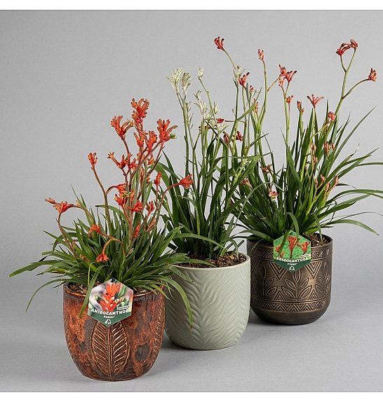 Anigozanthus Hibrido Downunder Dreams Ø30