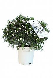 Chamelaucium (Wax Flower) Ø17