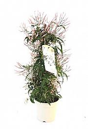 Jasminum Polyanthum Ø14