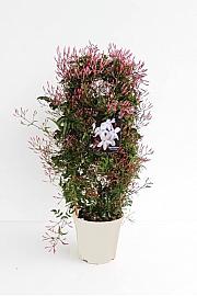 Jasminum Polyanthum Ø17