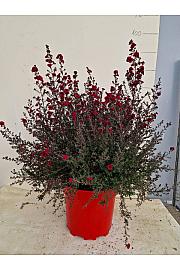 Leptospermum Scoparium Ø30