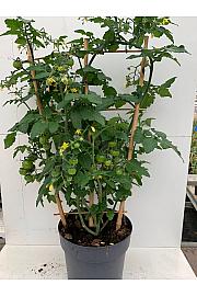Ornamental Tomato Ø19