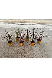 Cordyline Mix Downunder Dreams Ø18