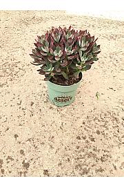Echeveria Devotion Western Desert Dreams Ø14