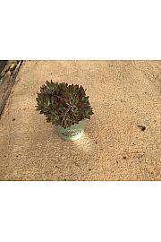 Echeveria Devotion Western Desert Dreams Ø18