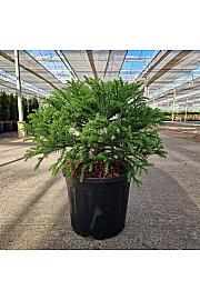 Cryptomeria japonica Kamasan C11 Lit. 30-40 cm