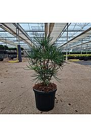 Sciadopitys verticillata C6 Lit. 35-40 cm