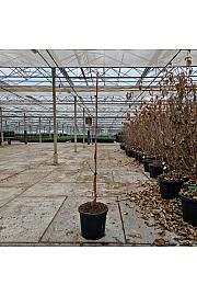 Ginkgo biloba Beijing Gold C15 Lit. 100-120 cm