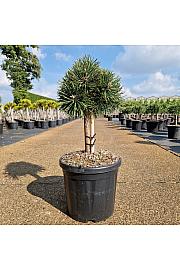 Pinus nigra Green Pearl C8Lit. Na steblu 20 cm Krošnja 20-25 cm