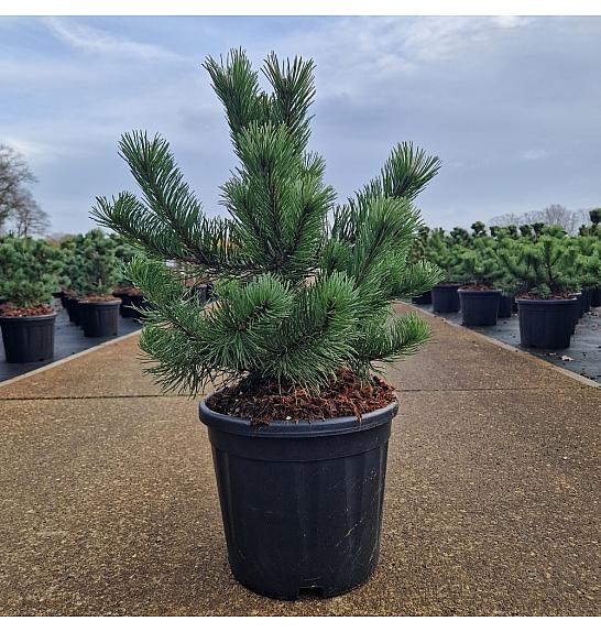Pinus mugo Krauskopf C11 Lit. 30/+ cm