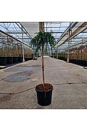 Cedrus deodara Feeling Blue C8 Lit. Na steblu 60 cm