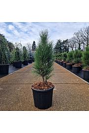 Pinus nigra Green Tower C11 Lit. 50-60 cm