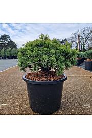 Pinus mugo Mops C12 Lit. 30-35 cm