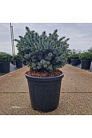 Picea sitchensis Silberzwerg C18 Lit. 35-40 cm
