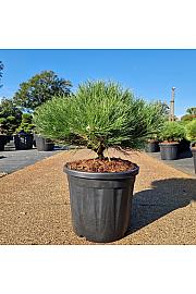 Pinus nigra Marie Bregeon® C20 Lit. 40-50 cm Krogla