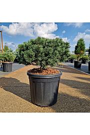 Pinus mugo Pumuckel C20 Lit. 50/+ cm Krogla