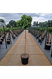 Ginkgo biloba Troll C20 Lit. Na steblu 100 cm