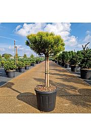 Pinus mugo Carstens Wintergold C15 Lit. Na steblu 40 cm Krošnja 35-40 cm