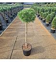 Pinus densiflora Low Glow C20 Lit. Na steblu 90 cm