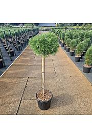 Pinus densiflora Low Glow C20 Lit. Na steblu 90 cm