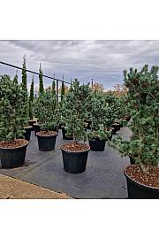 Pinus parviflora Glauca C110 Lit. 140/+ cm