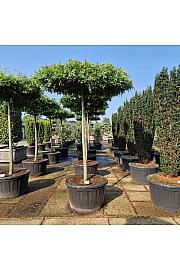 Quercus palustris C280 Lit. Na steblu 200 cm