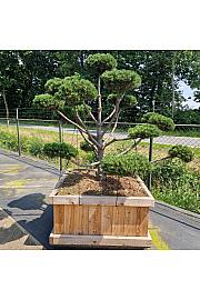 Pinus mugo Gnom V lesenem koritu 110x110 cm 160-180 cm Bonsai