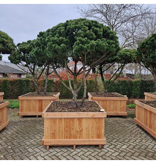 Pinus mugo Gnom v lesenem koritu 130x130 cm 200-225 cm Dežnik