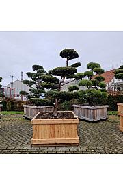 Taxus baccata Aurea v lesenem koritu 110x110 cm 200-250 cm Bonsai