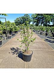 Magnolia Genie C65 Lit. 100-125 cm