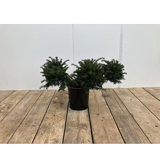 Taxus baccata Repandens C10 Lit. 25-40 cm Pon Pon 2 ball