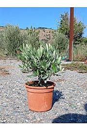 Olea europea Ø16 Bonsai