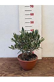 Olea europea Ø20 skleda 30-40 cm