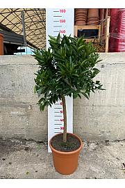 Citrus aurantium Clementina Ø30 Na steblu 50 cm