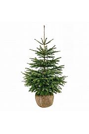 Abies nordmanniana bala 150-175 cm