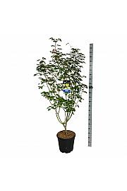 Acer pseudosieboldianum Arctic Jade® C55 Lit. 175-200 cm extra