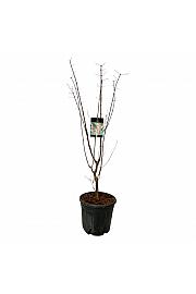 Acer griseum C30 Lit. 125-150 cm extra
