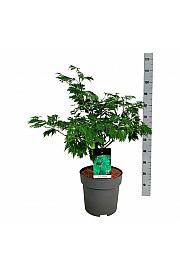 Acer japonicum Aconitifolium C10 Lit. 60-80 cm