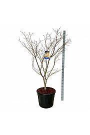 Acer pseudosieboldianum North Wind ® C90 Lit. 175-200 cm extra