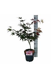 Acer palmatum Atropurpureum C4 Lit. 40-50 cm