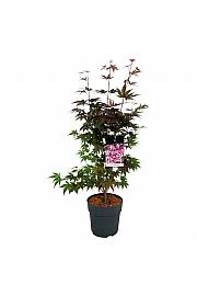 Acer palmatum Atropurpureum C10 Lit. 60-80 cm
